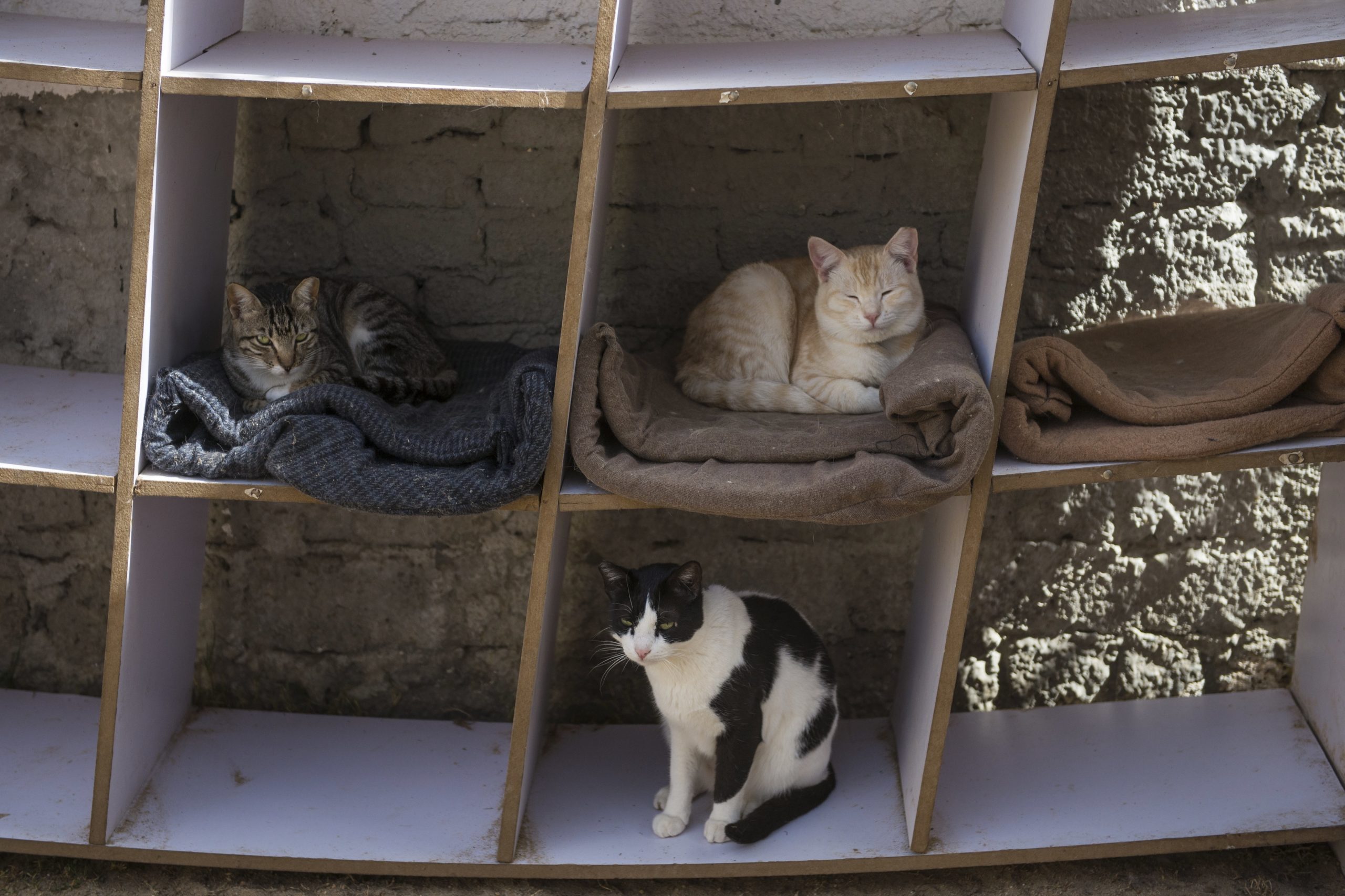 Covid-19: Detetado em Espanha primeiro caso de gato infetado