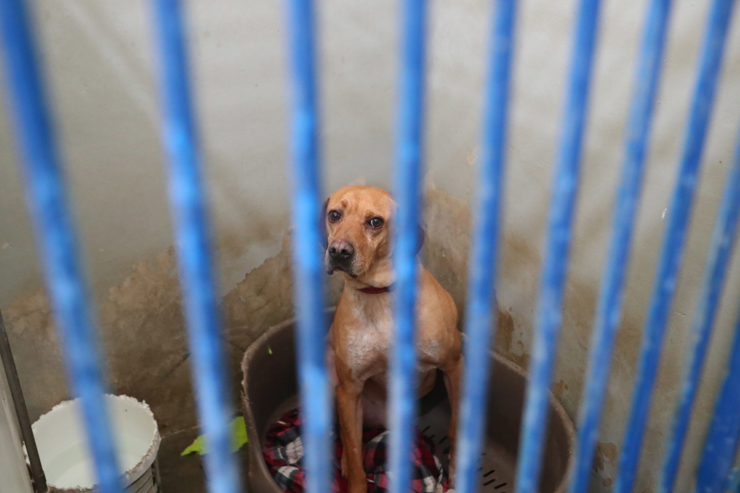Nos confinamentos aumentaram as adoções de animais e a seguir aumentou o abandono. Centros de recolha receberam mais de 43 mil  animais