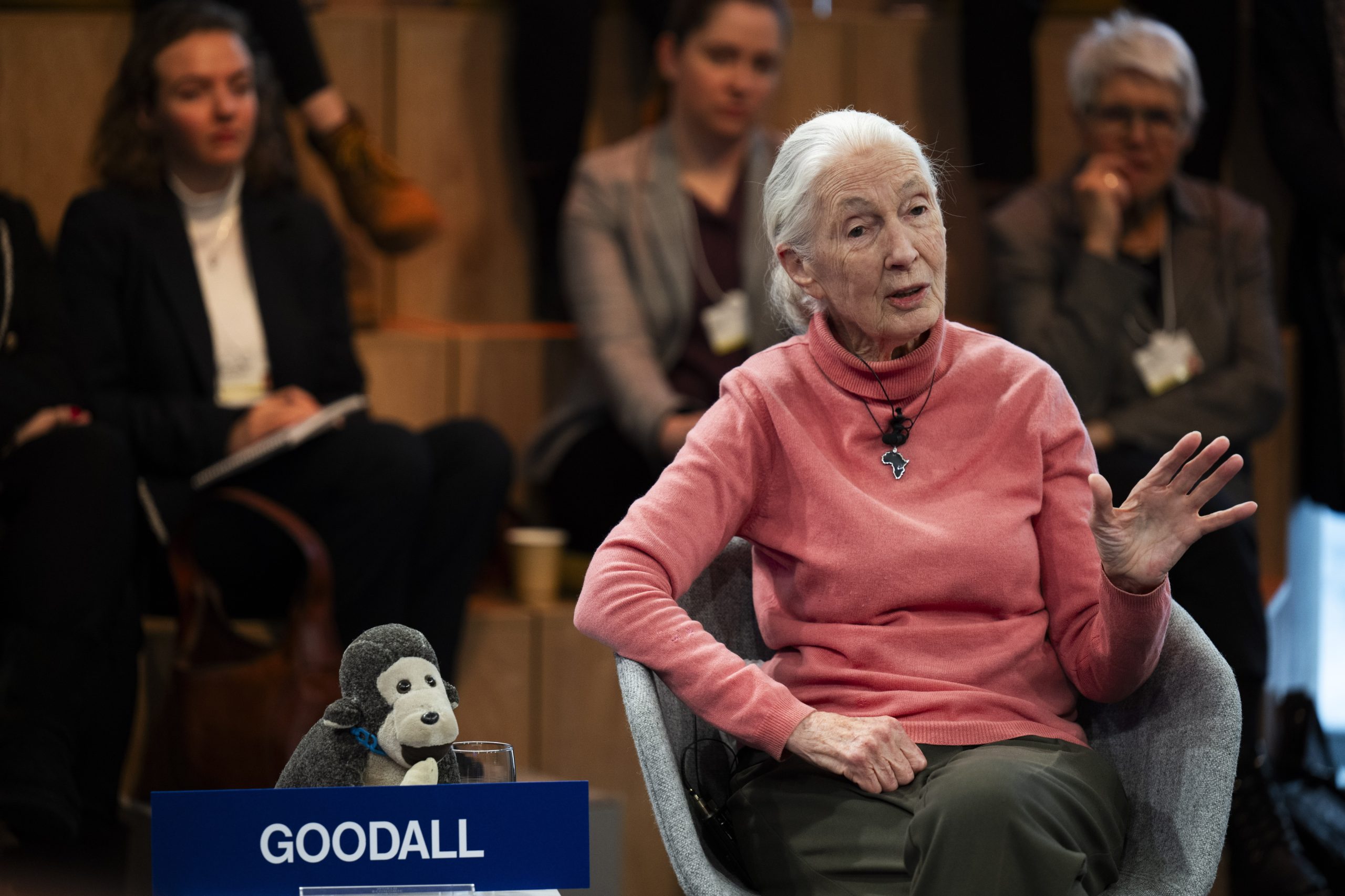 Chimpazés em África mais ameaçados do que há 60 anos. Jane Goodall faz alerta emotivo