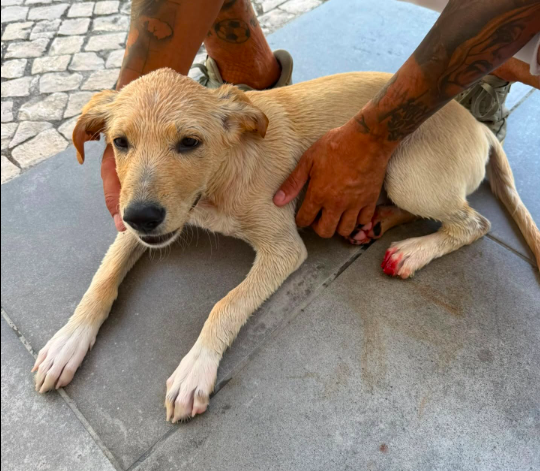 Cachorro resgatado após tentativa de afogamento por criança em lago na Alta de Lisboa