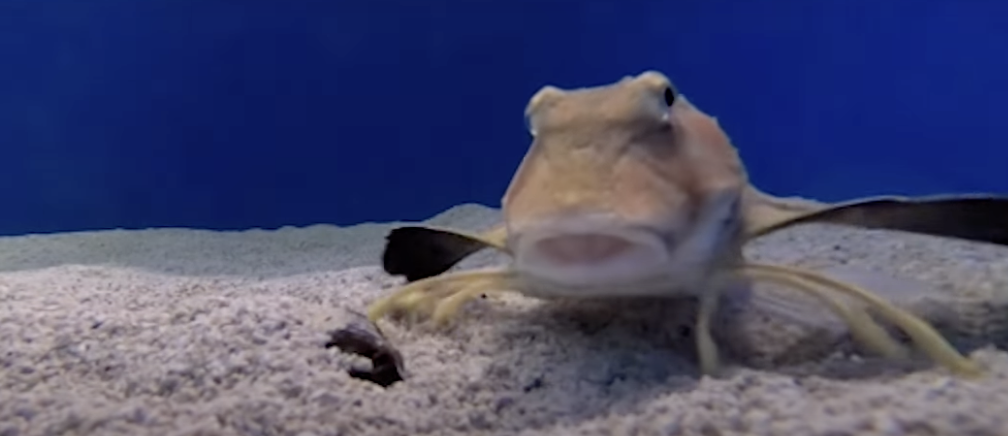 Peixes “falsos-voadores” utilizam elementos semelhantes a pernas para sentir e saborear as presas