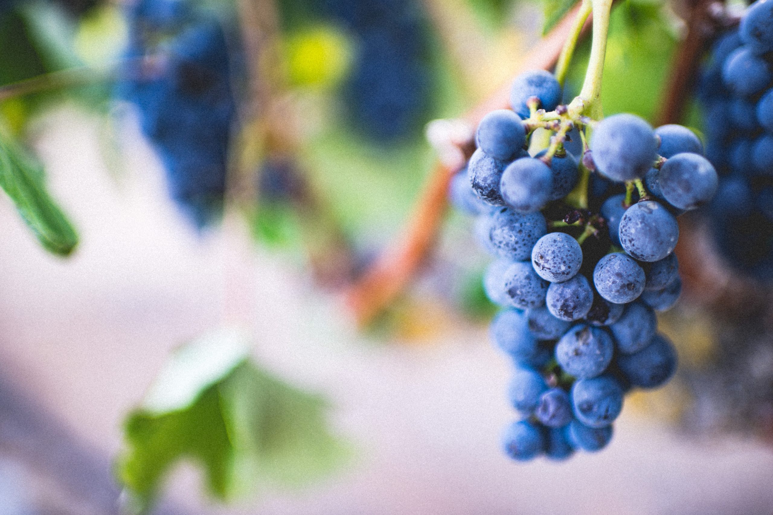 Investigadores criam alimentos benéficos para a saúde a partir de resíduos do vinho