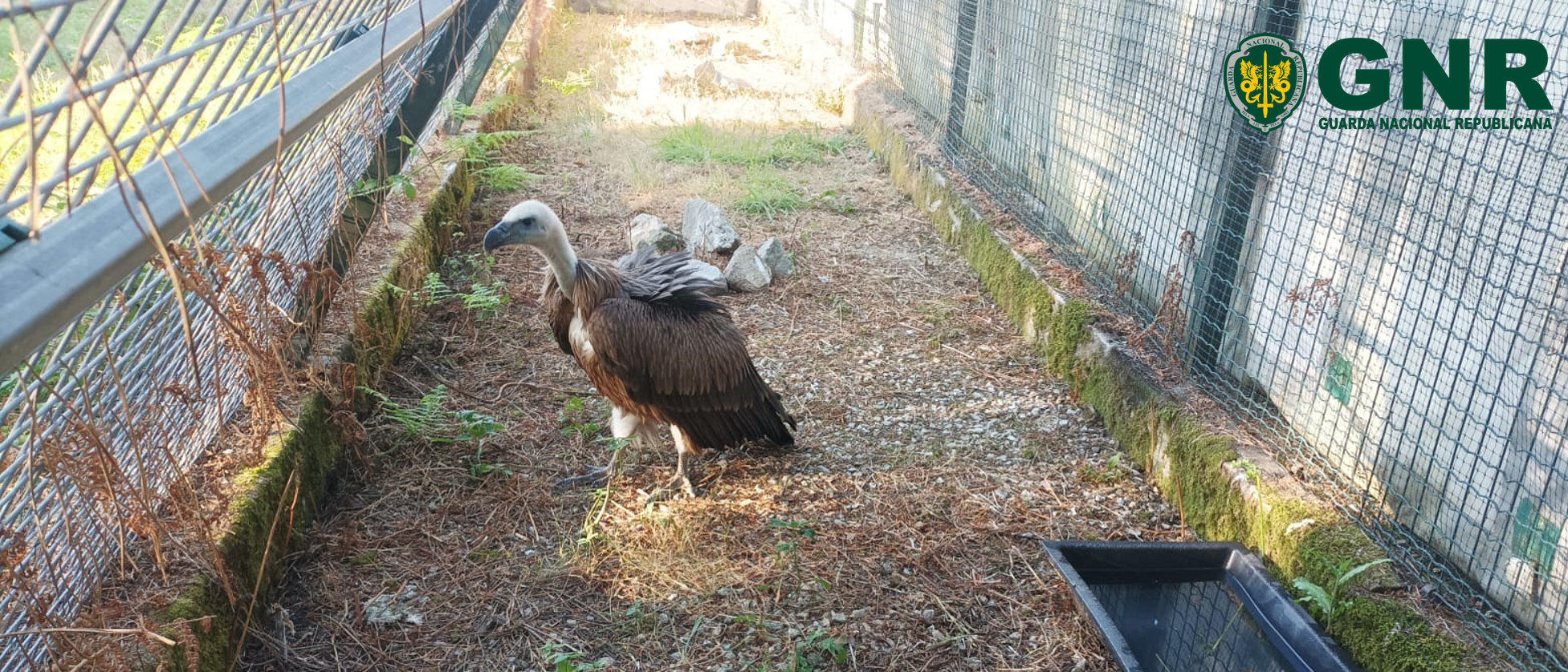GNR resgata grifo ferido em Vila Nova de Foz Côa depois de alerta de popular