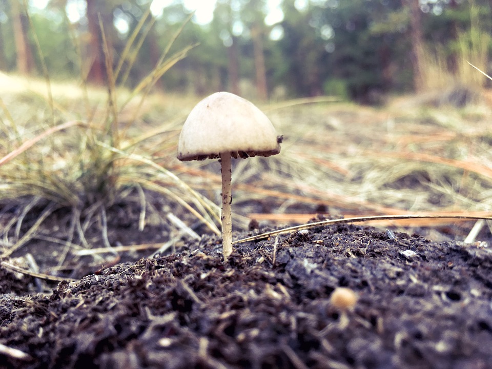 Cinco pessoas intoxicadas por cogumelos em Viseu