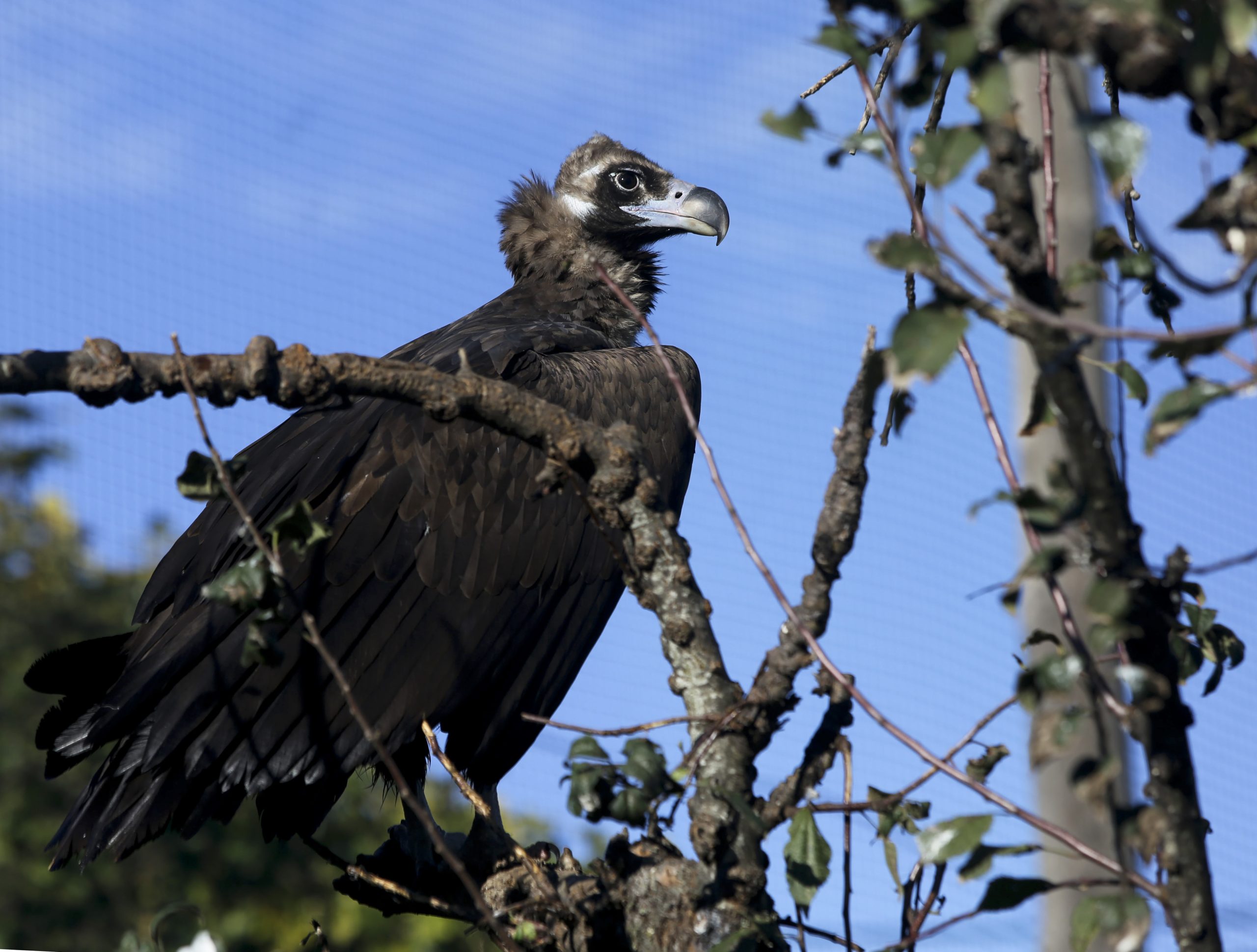 Tejo Internacional concentra 70% da população de abutres-pretos em Portugal