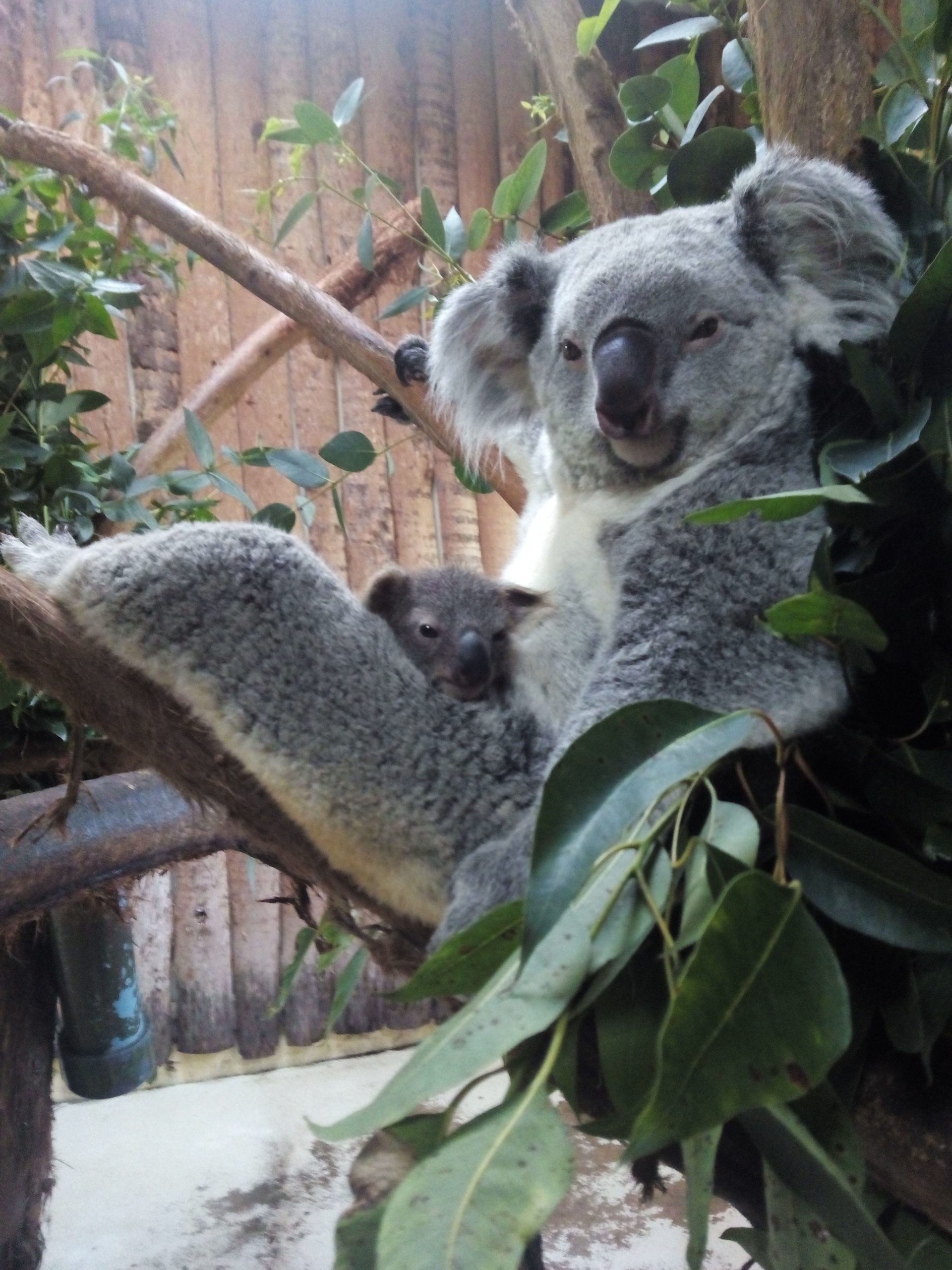 Há um koala bebé no Jardim Zoológico de Lisboa e representa a esperança de uma espécie em declínio