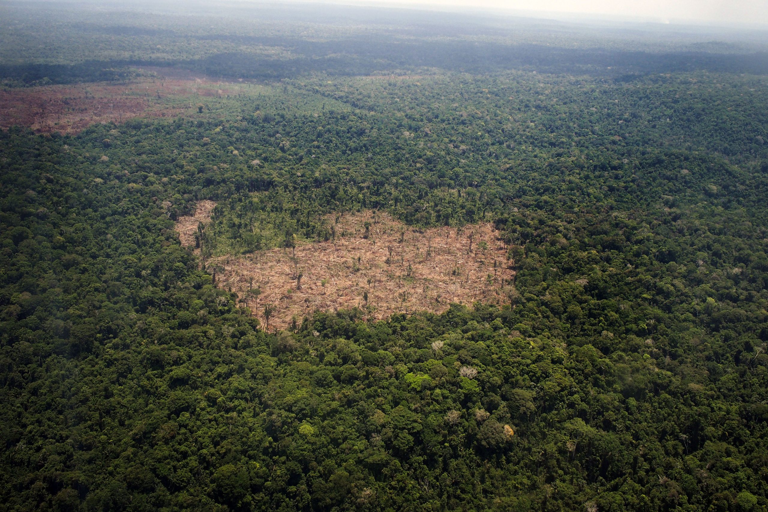 Afinal, a floresta amazónica foi “plantada” por povos indígenas há milhares de anos