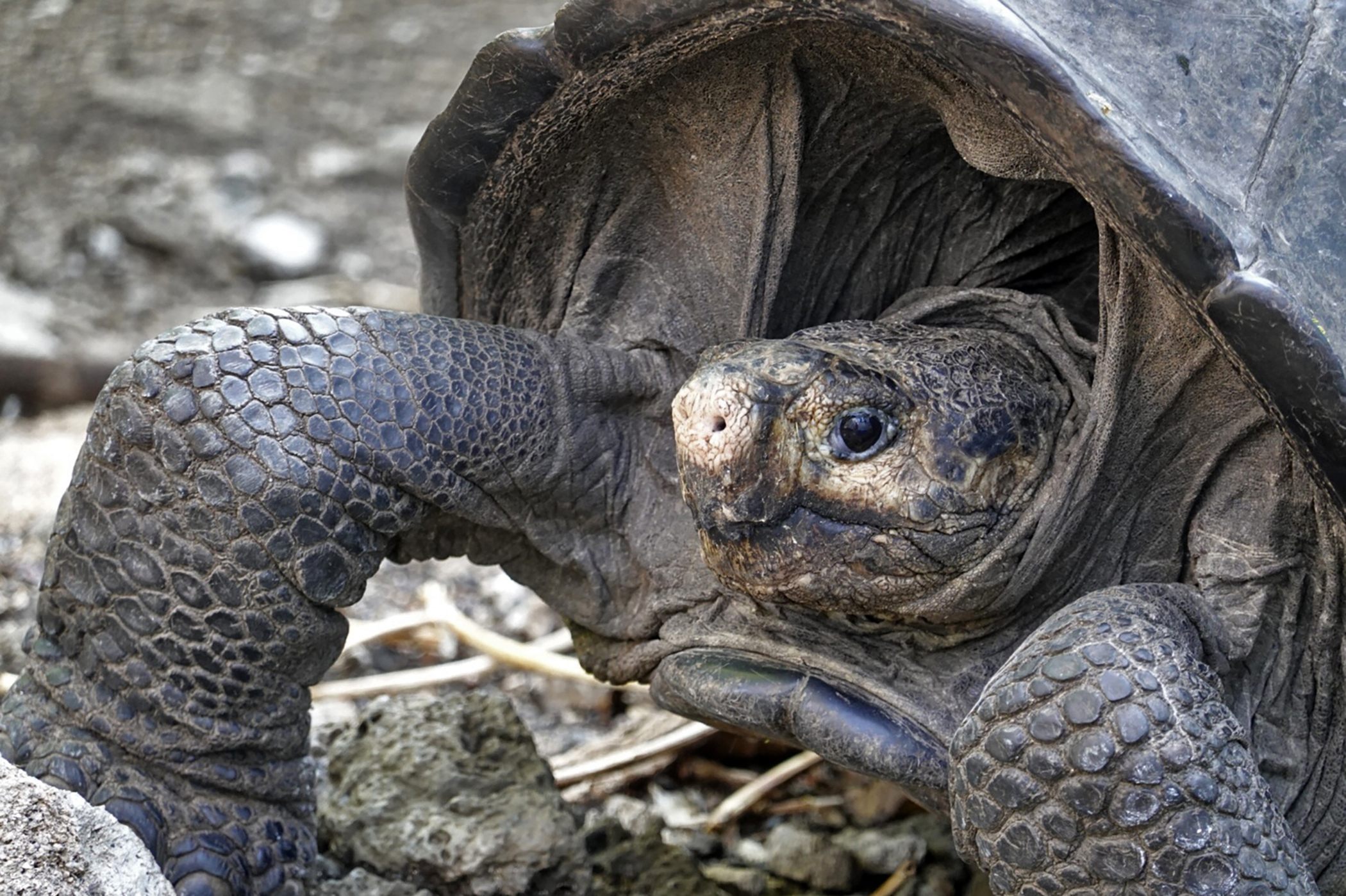 A sua espécie julgava-se extinta há mais de 100 anos, mas foi encontrada uma tartaruga gigante nas Galápagos