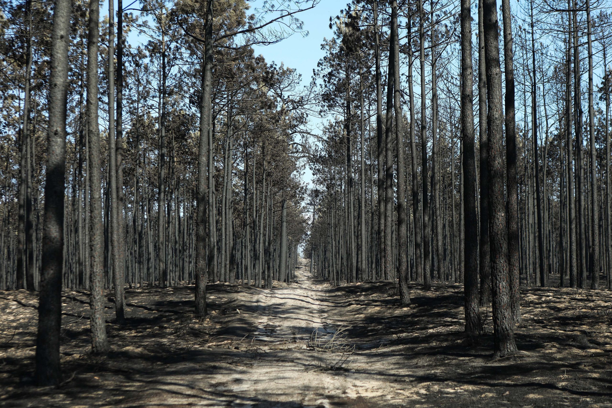 Pedrógão Grande. Sistema de novo investimento para o Pinhal Interior com 90 candidaturas