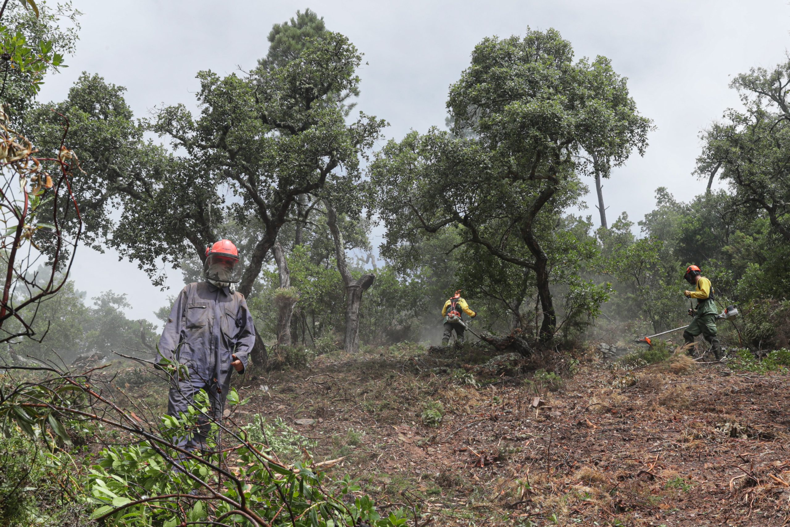 Prazo para limpeza de terrenos florestais termina no sábado