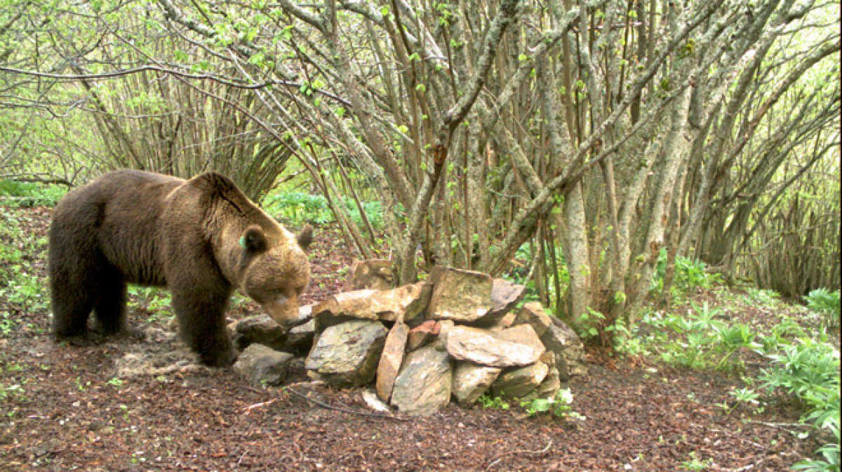 Goiat, o urso pardo que arrisca ser expulso da Catalunha por (alegado) mau comportamento