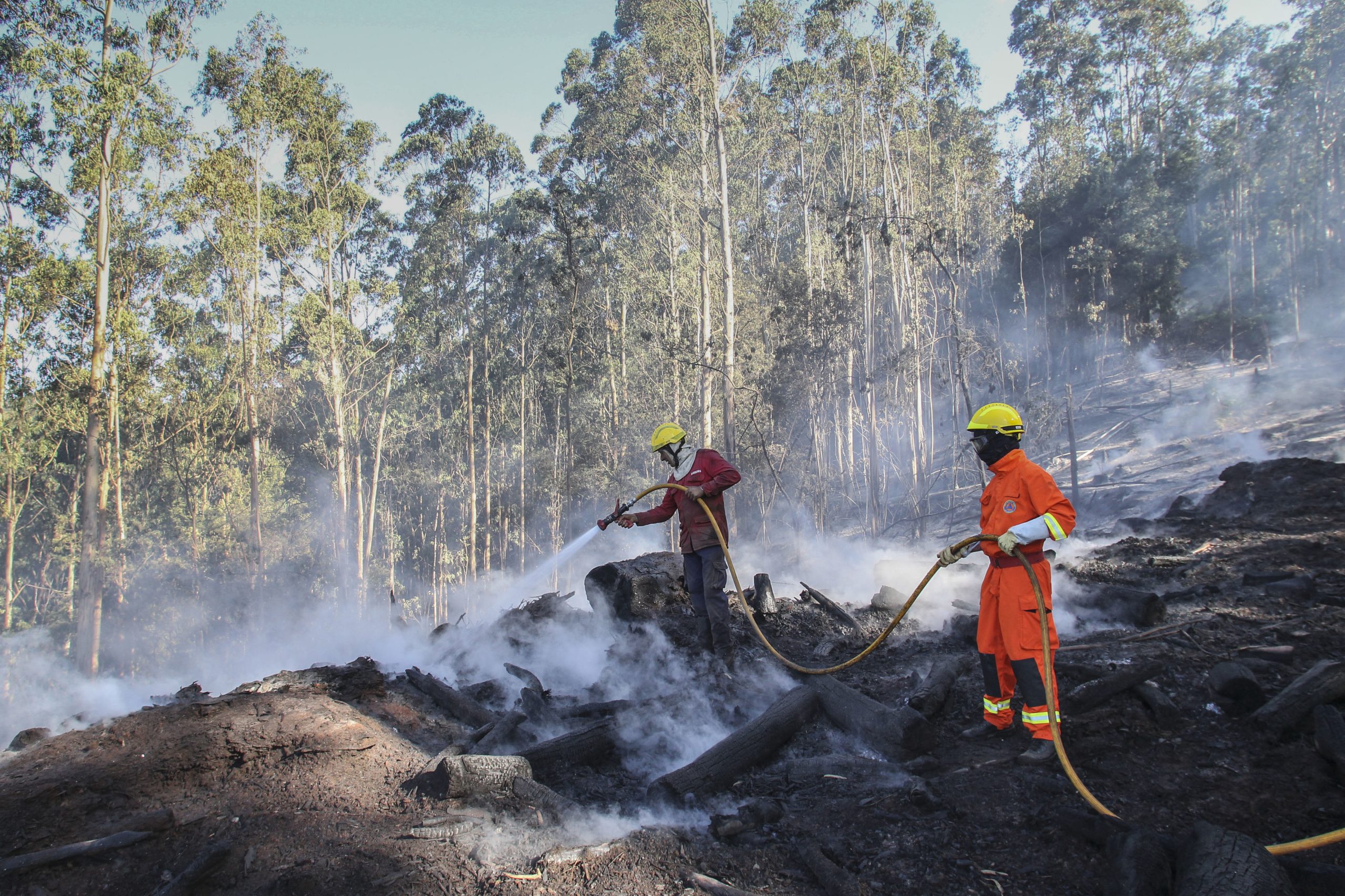Incêndios: Proteção Civil dá como extinto fogo na Madeira