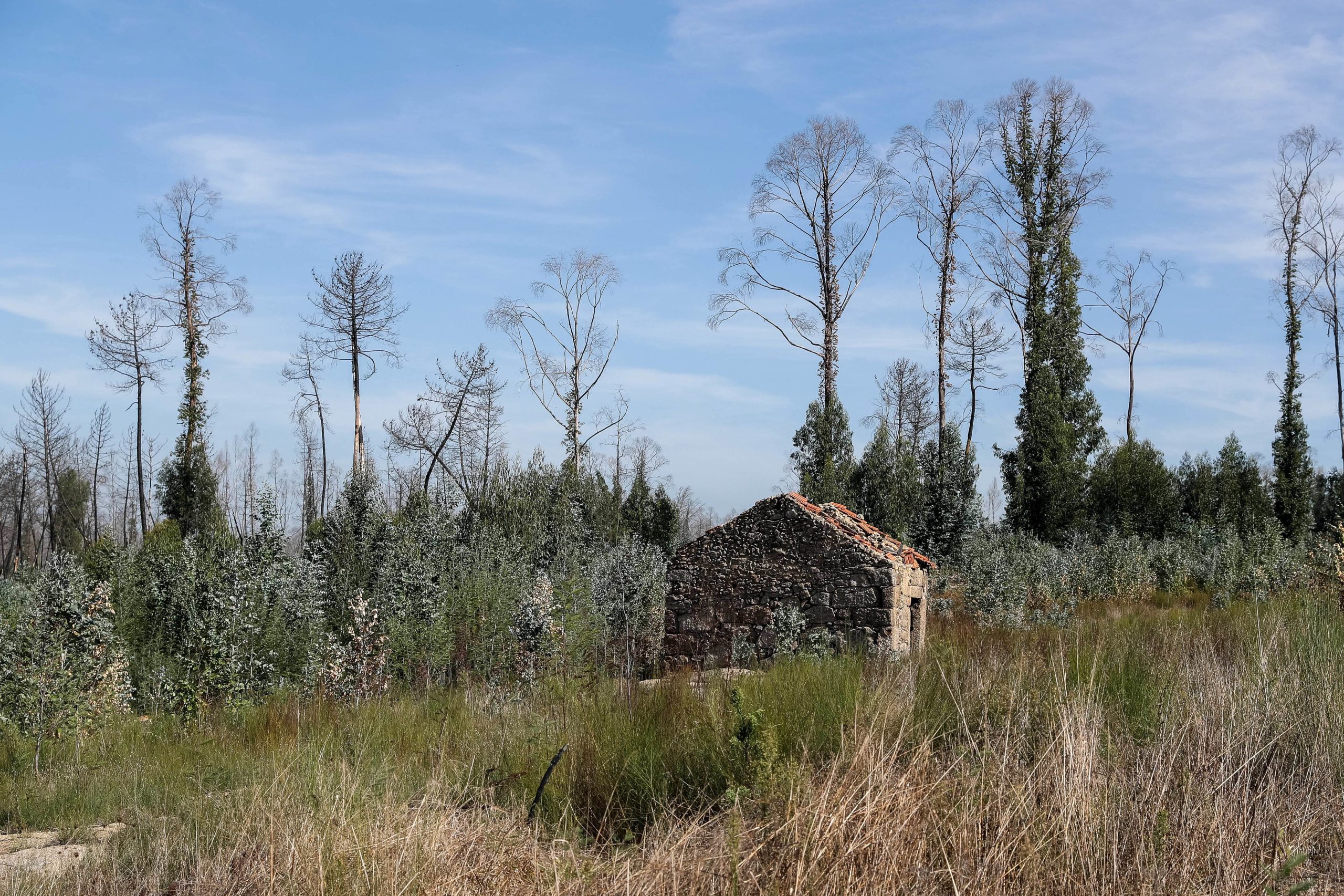 Governo alarga a cinco municípios projetos-piloto de transformação da paisagem