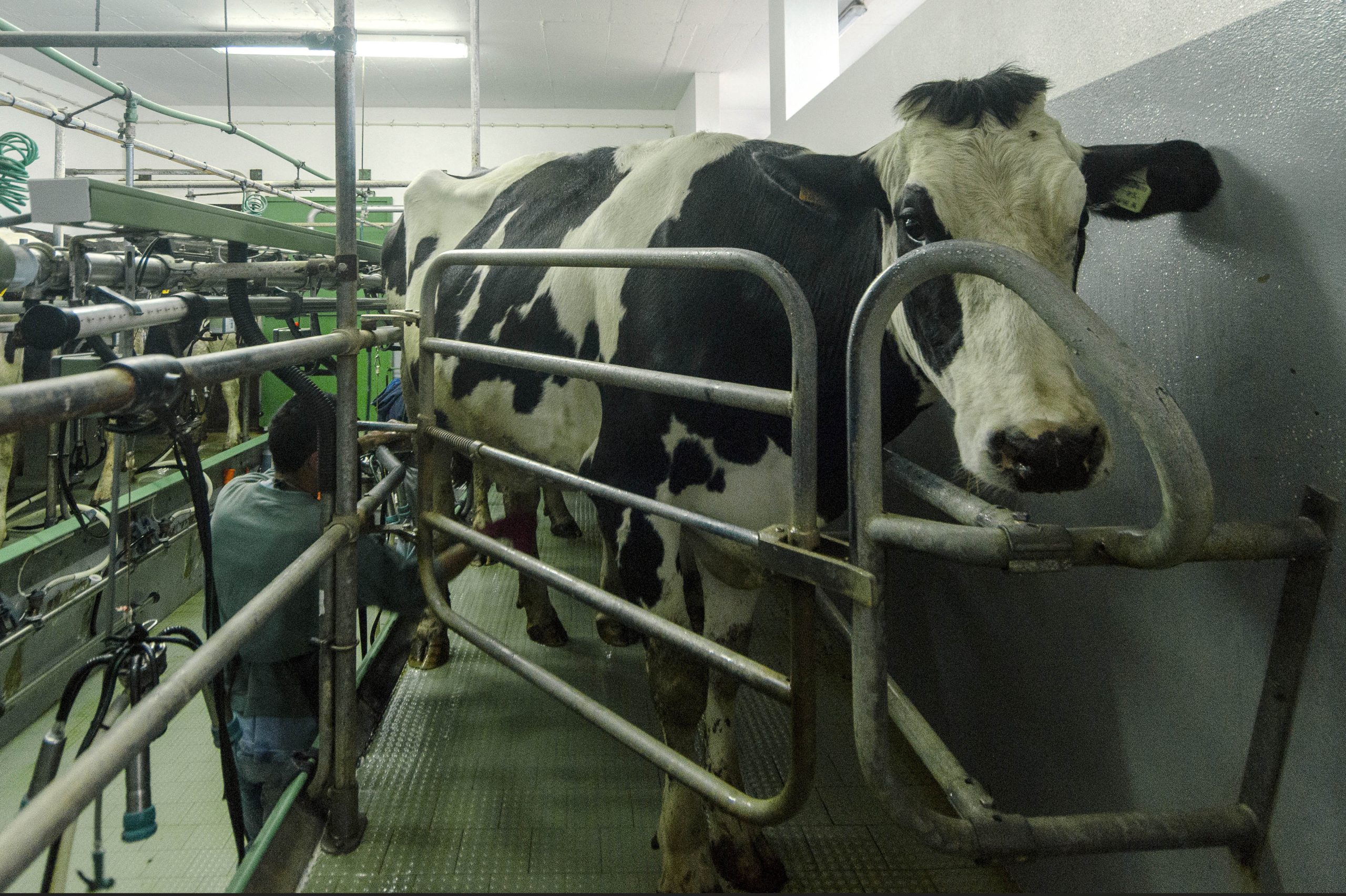 Abertas candidaturas a programa para modernização das explorações agrícolas nos Açores