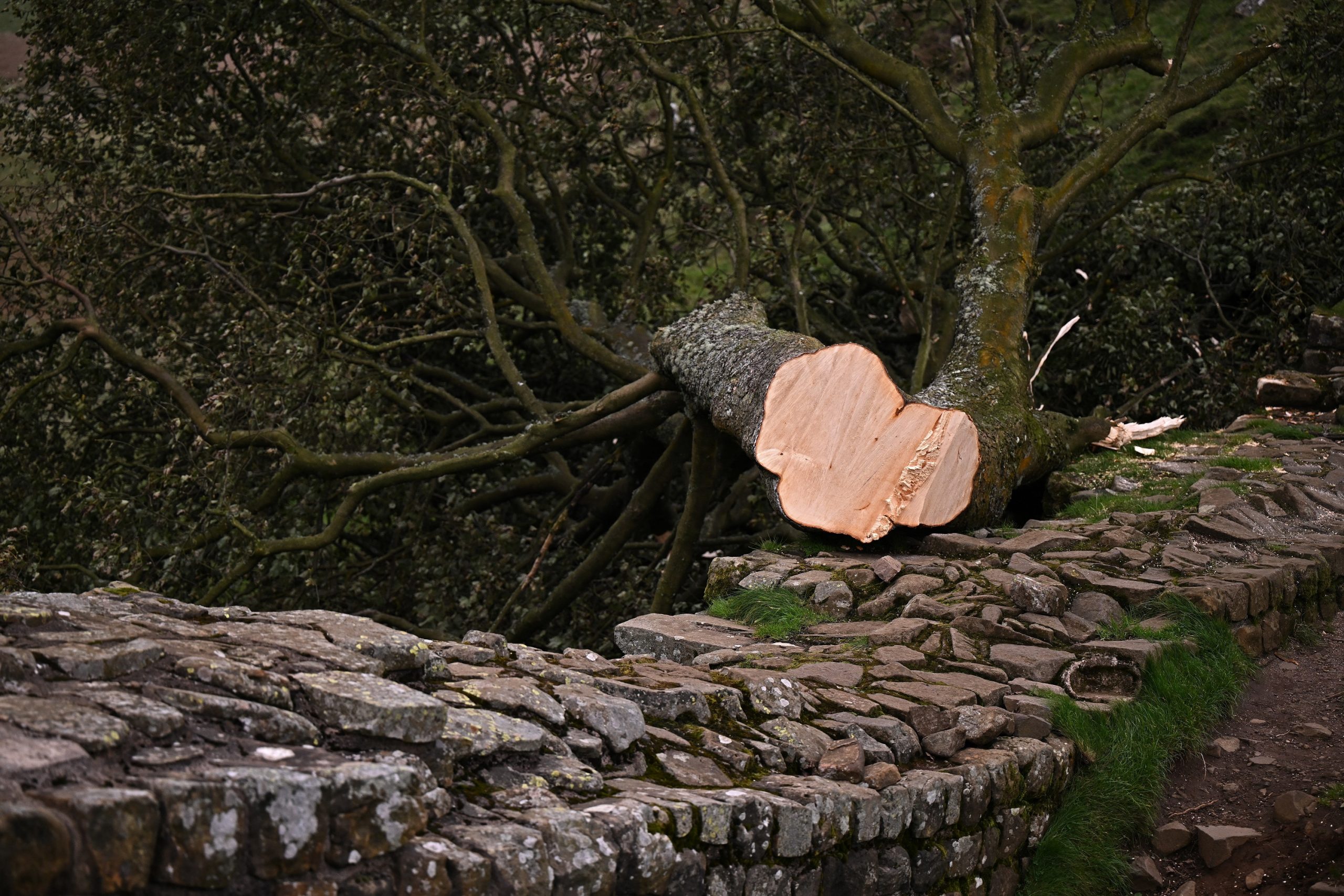 Começa o julgamento dos homens que cortaram a famosa Sycamore Gap na Muralha de Adriano