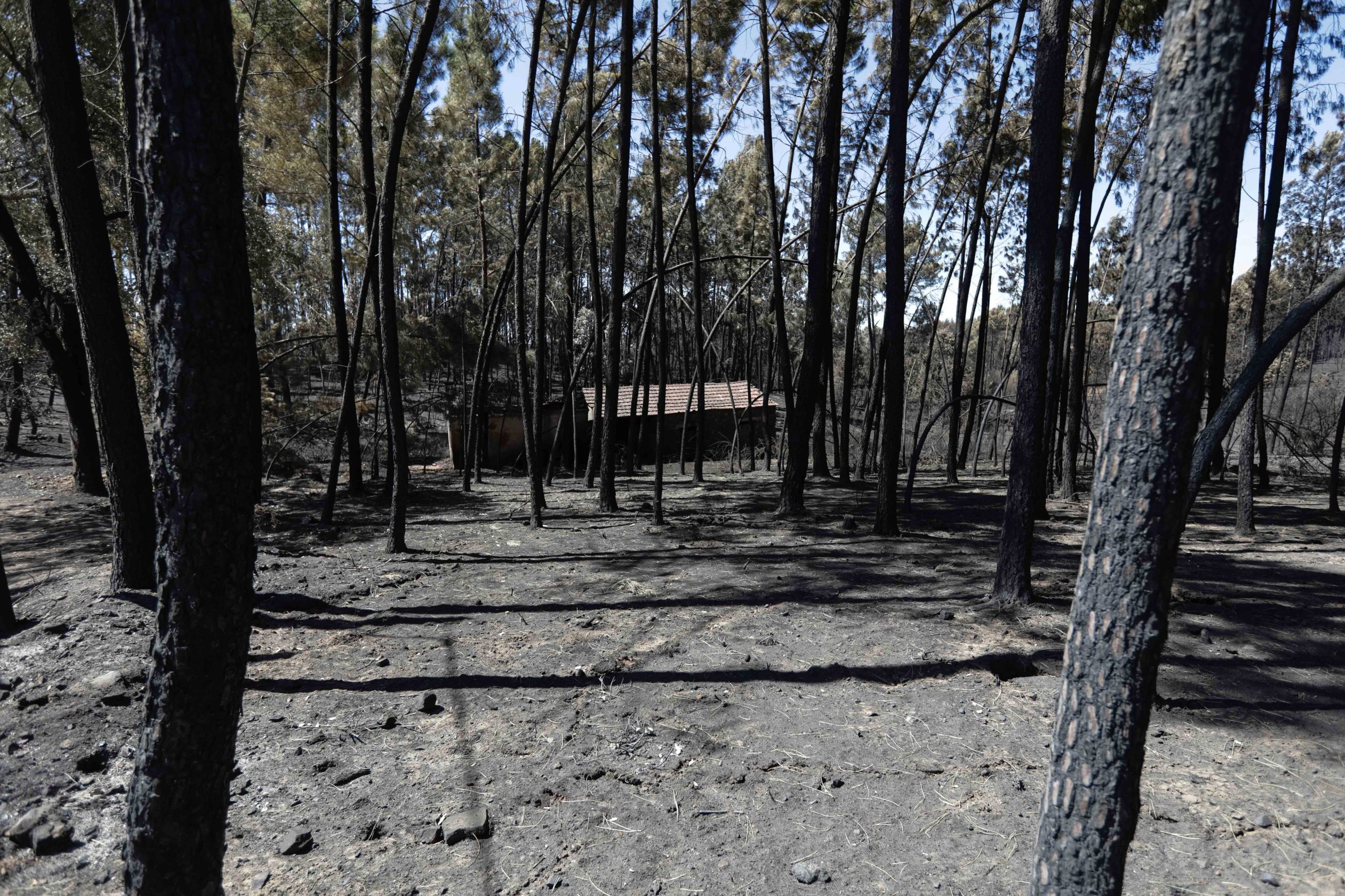 Depois dos incêndios, a Vale Nogueira tem chegado tudo. Até o veterinário vai tratar o cão que se queimou