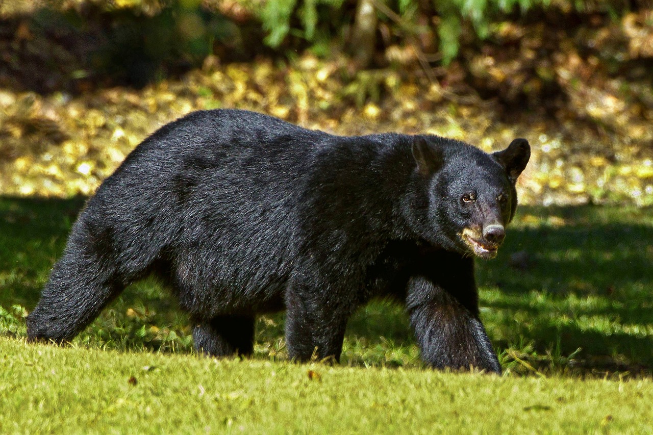 Urso preto com três crias fere homem após invadir a sua casa nos EUA