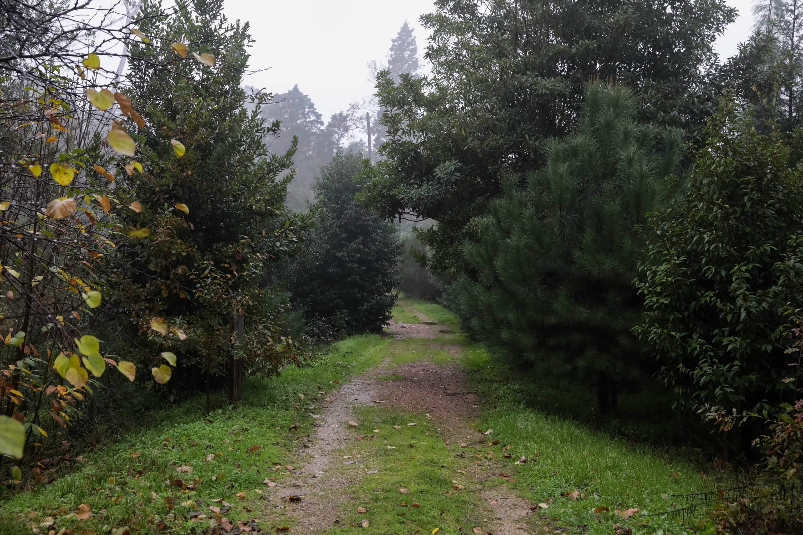 Cadáver encontrado em zona florestal na Vila do Gerês