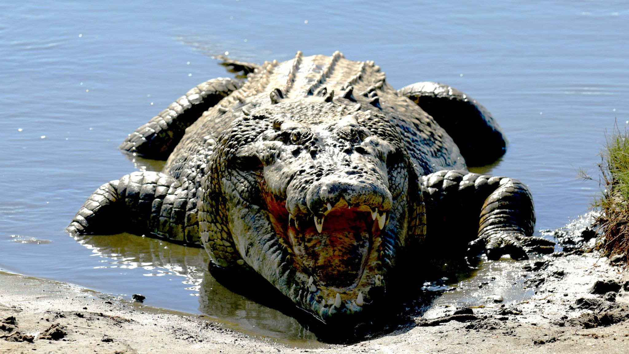 Crocodilo suspeito de ataque fatal a “homem de férias com a esposa e os filhos” é morto na Austrália