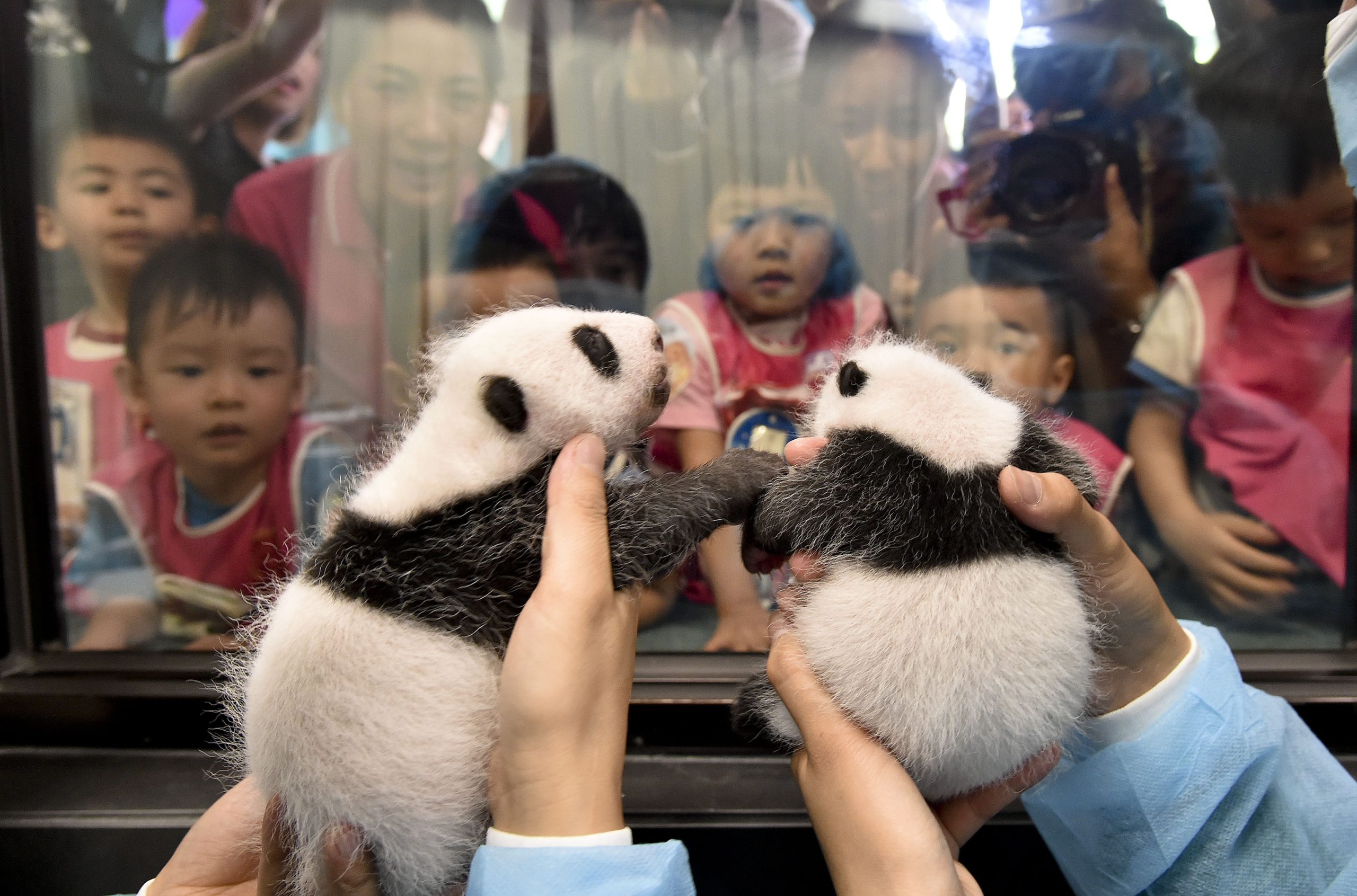 Os pandas gémeos desejam-nos Feliz Ano Novo (chinês)