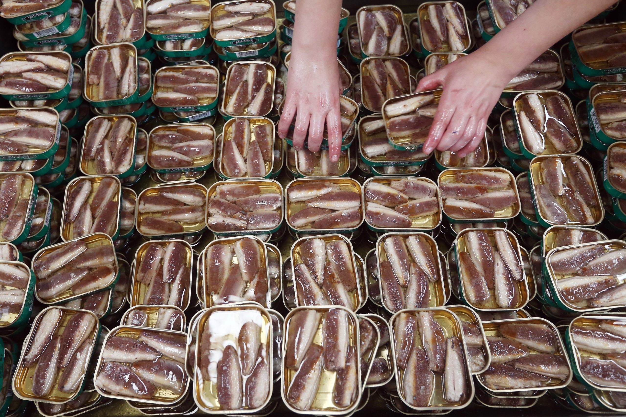 Exportações da indústria conserveira penalizadas por quotas de sardinha “sem fundamento”