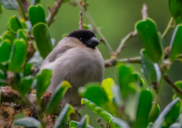 Aves “jardineiras” ajudam a restaurar a floresta Laurissilva