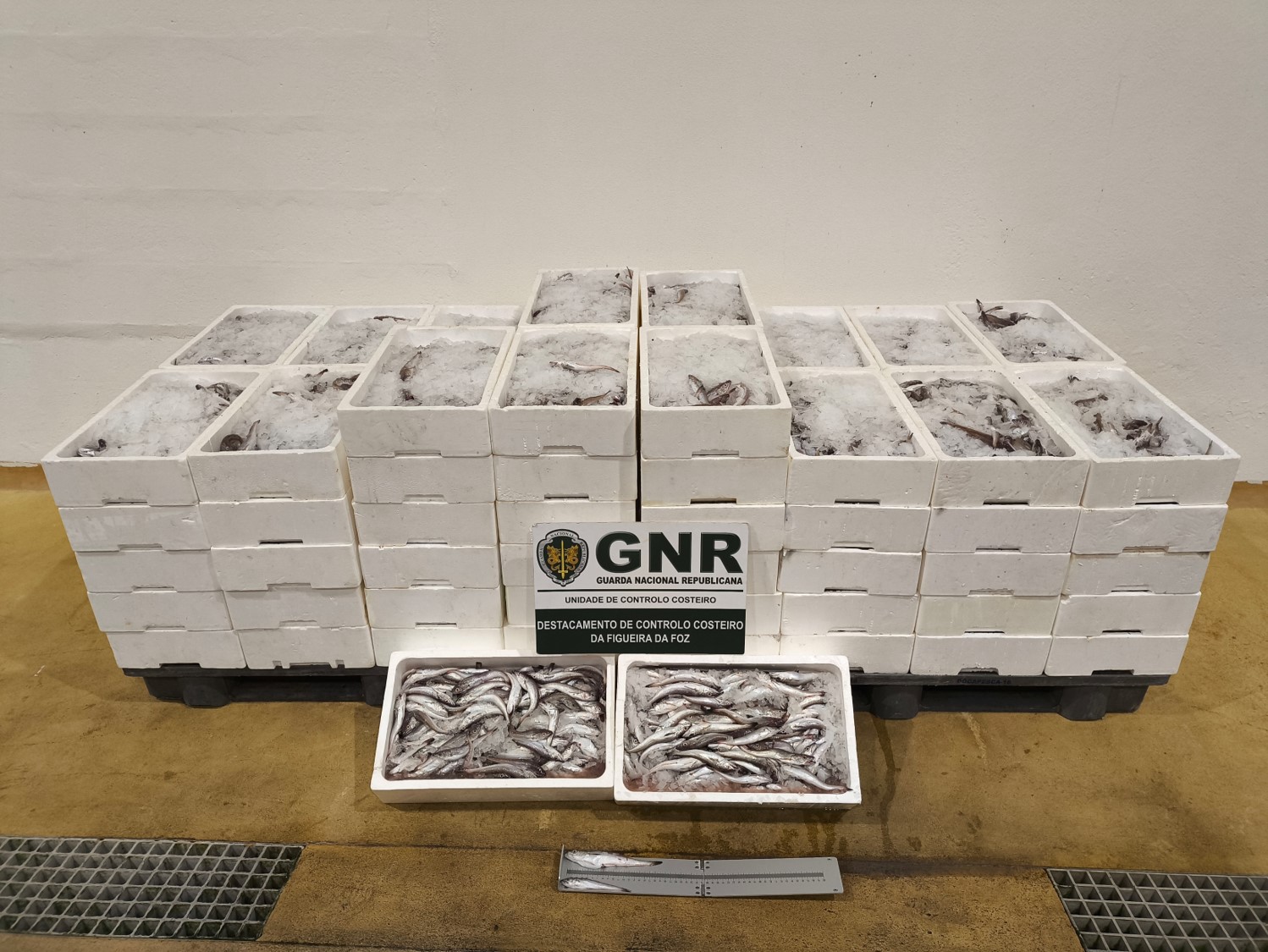 GNR apreende mais de meia tonelada de pescada subdimensionada na Nazaré