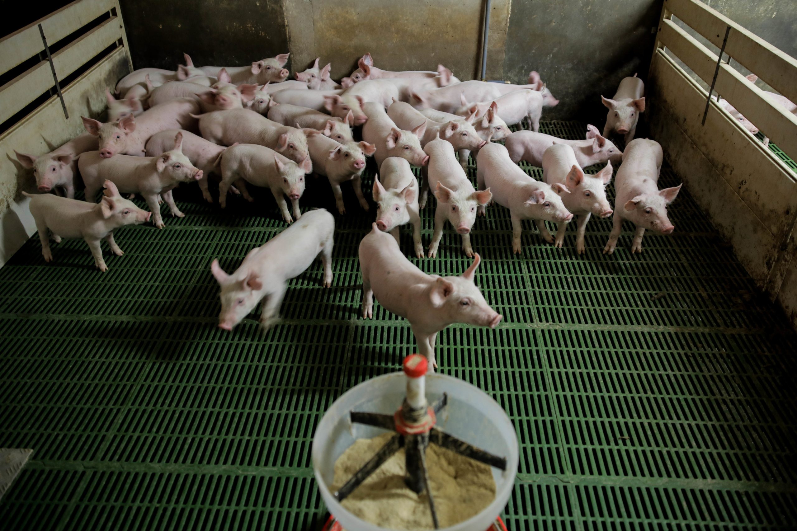 Preço da carne sobe 3,3% num ano na UE. Porco teve o maior aumento