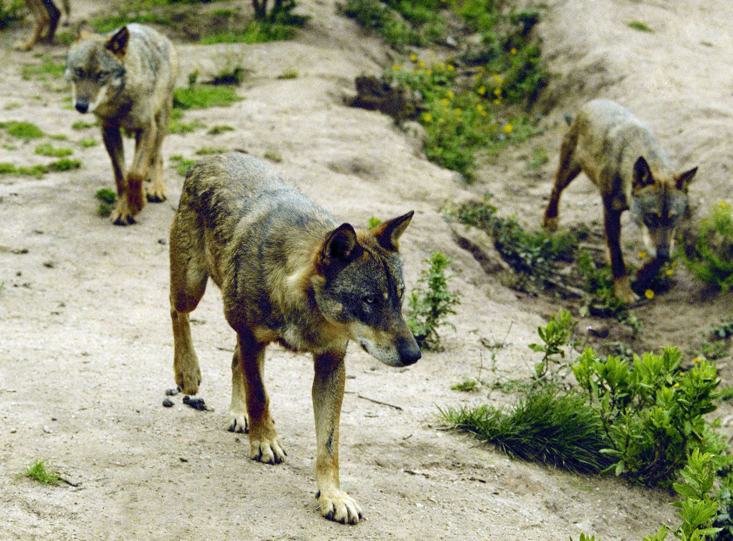 Só na região Norte há 300 lobos ibéricos, um “predador de topo”. Ataques são mais frequentes