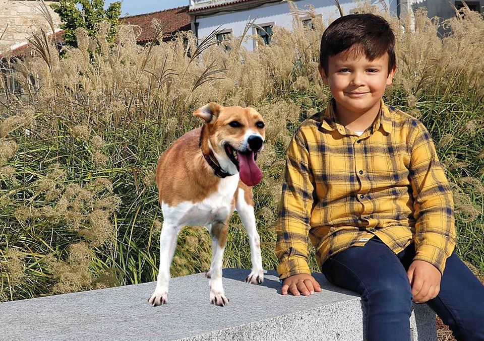 Cães à procura de dono posam para calendário solidário em Vila Verde