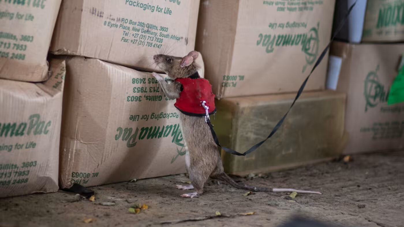 Ratos podem ser nova arma das autoridades na luta contra o tráfico de escamas de pangolim e chifres de rinoceronte, diz estudo