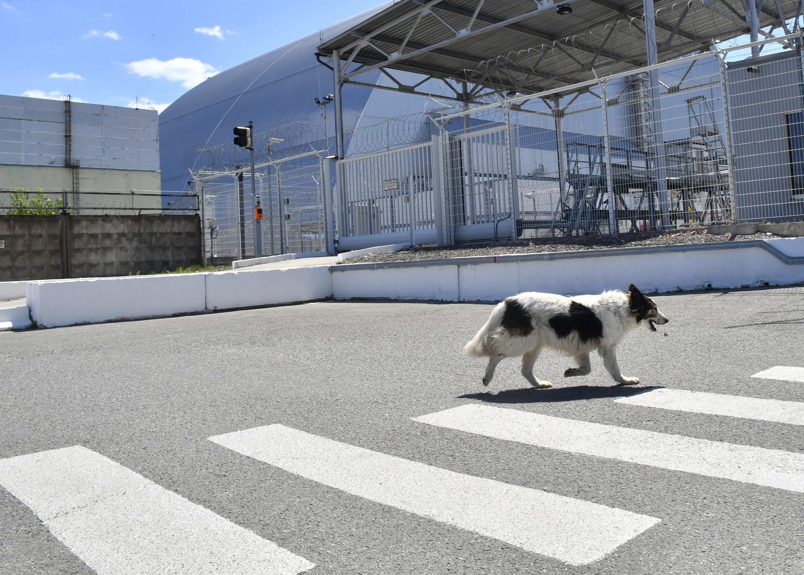 Parlamento açoriano aprova fim imediato de abate de animais de companhia