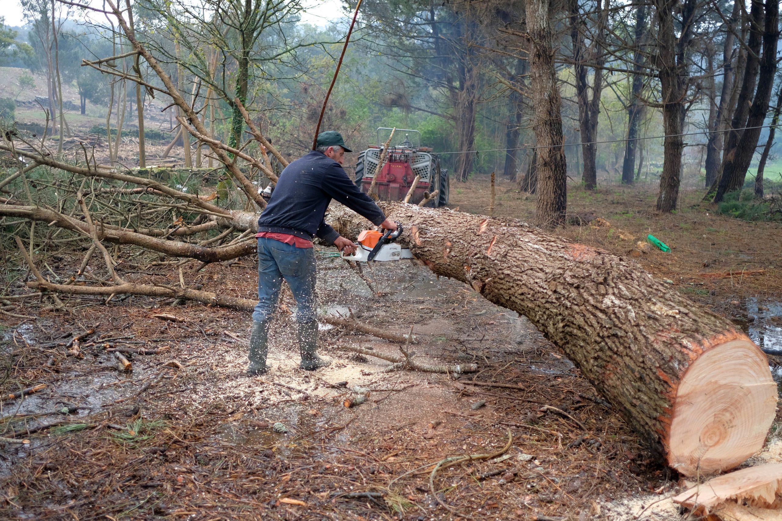 Incêndios: Empresários florestais receiam que limpeza de terrenos se transforme num negócio