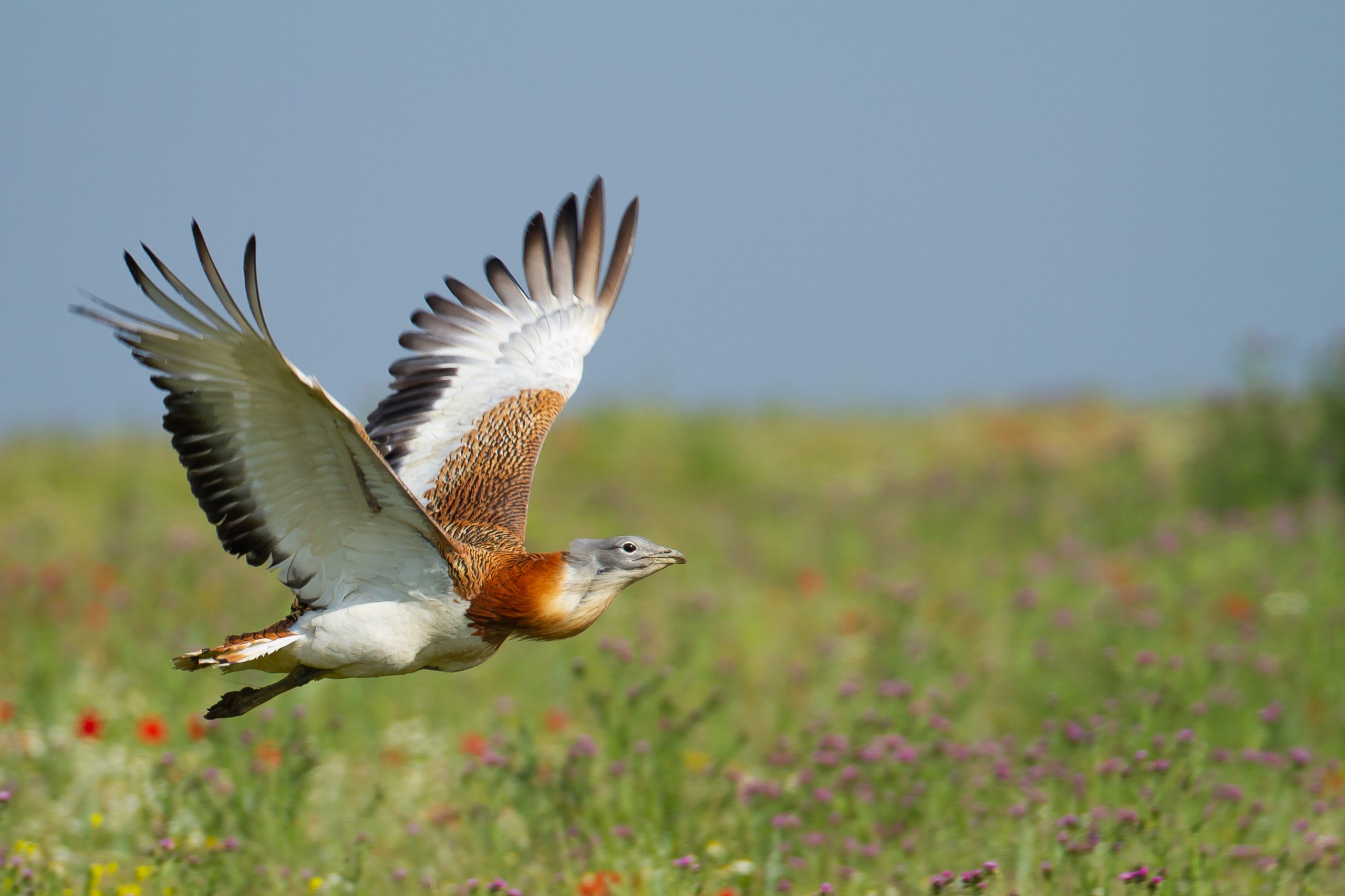Aves devem ficar em confinamento para prevenir contacto com vírus da gripe as aves