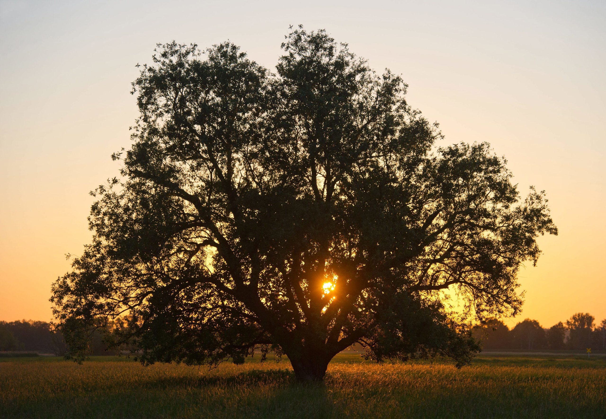 Agricultura intensiva tem influenciado declínio de sobreiros e azinheiras em Portugal