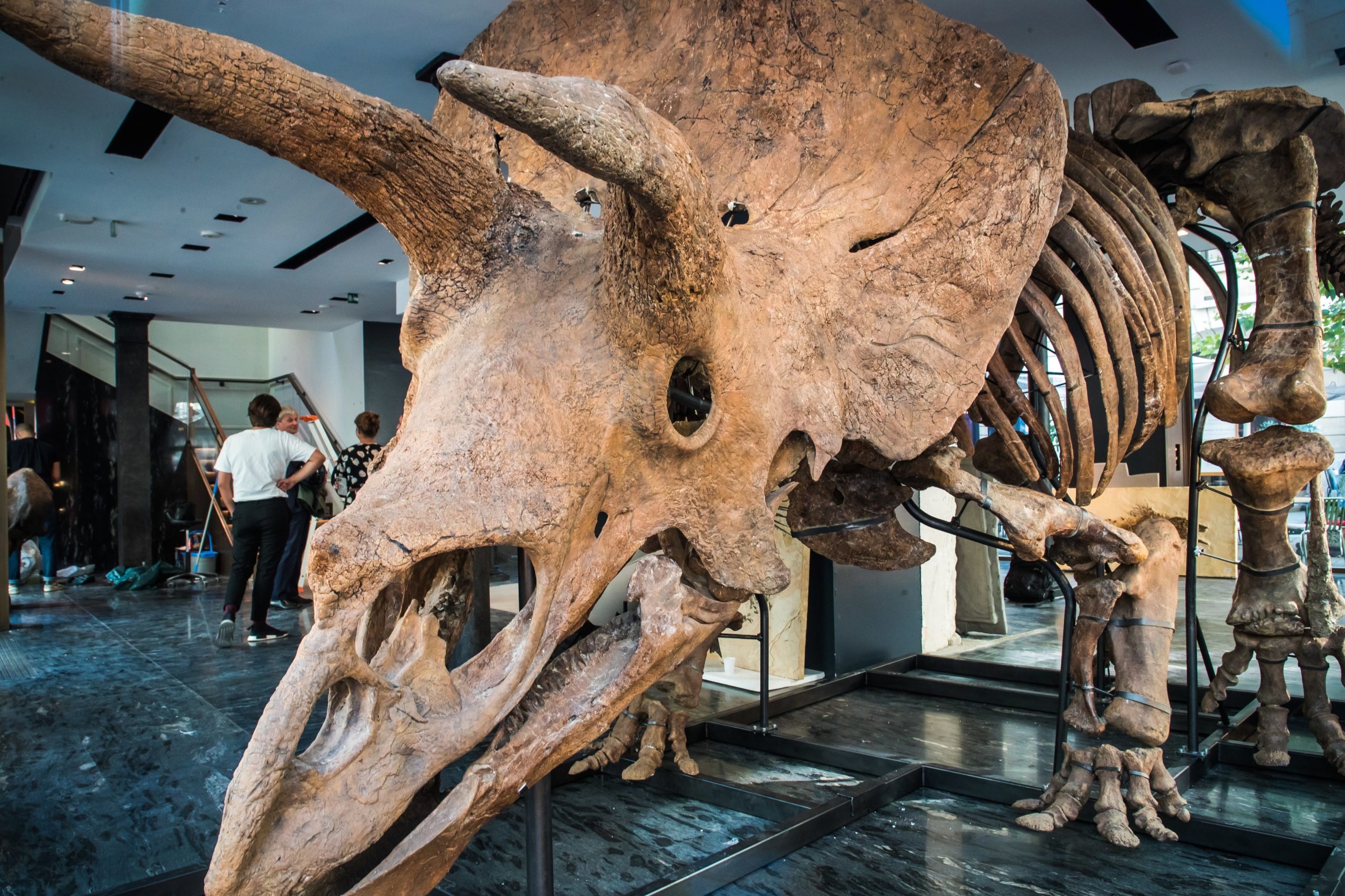Esqueleto de dinossauro “Big John” leiloado por 6,6 milhões de euros, um recorde europeu