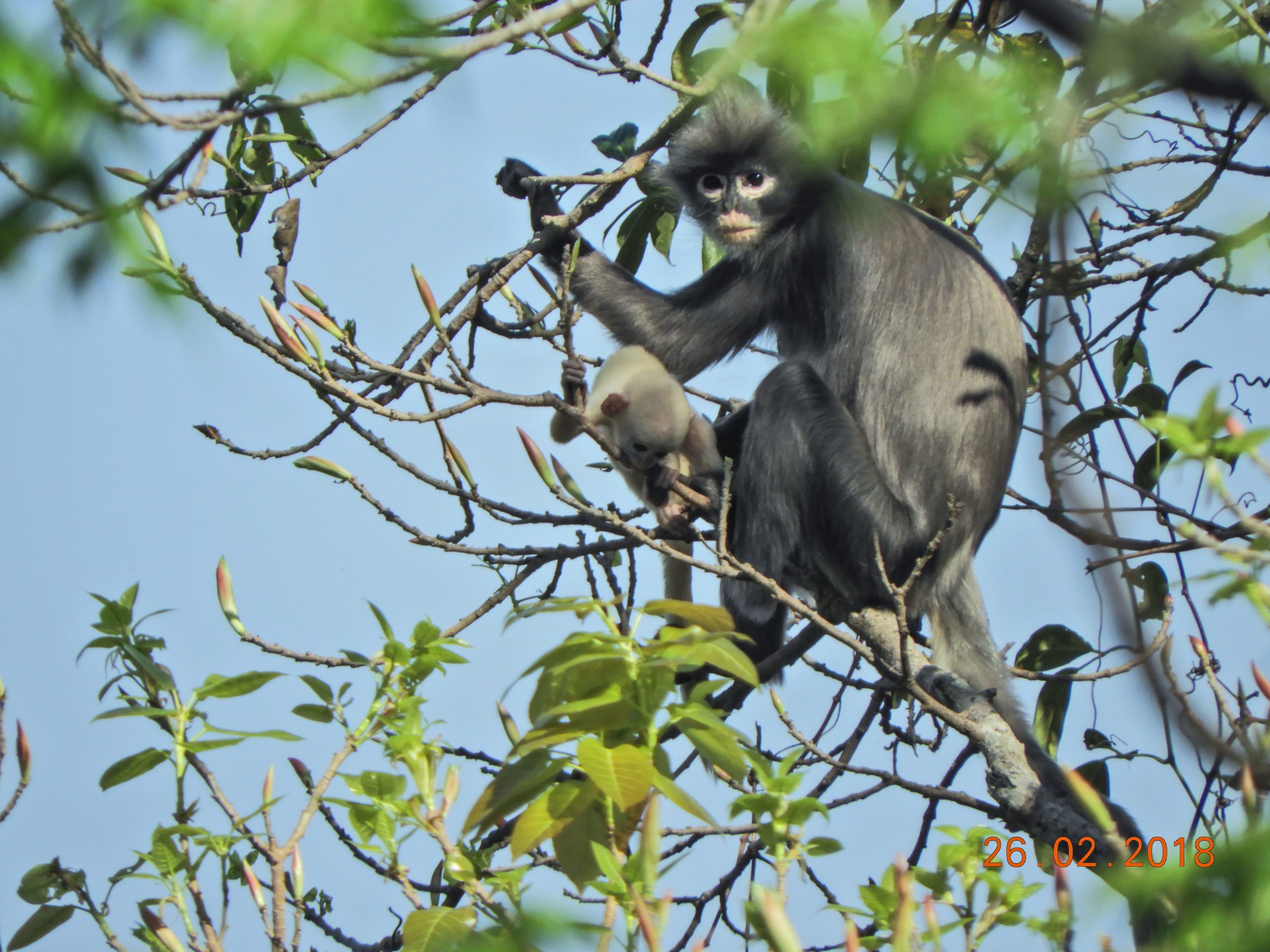 É cinzento, pequeno e encontra-se em risco de extinção. Nova espécie de primata foi descoberta no Myanmar