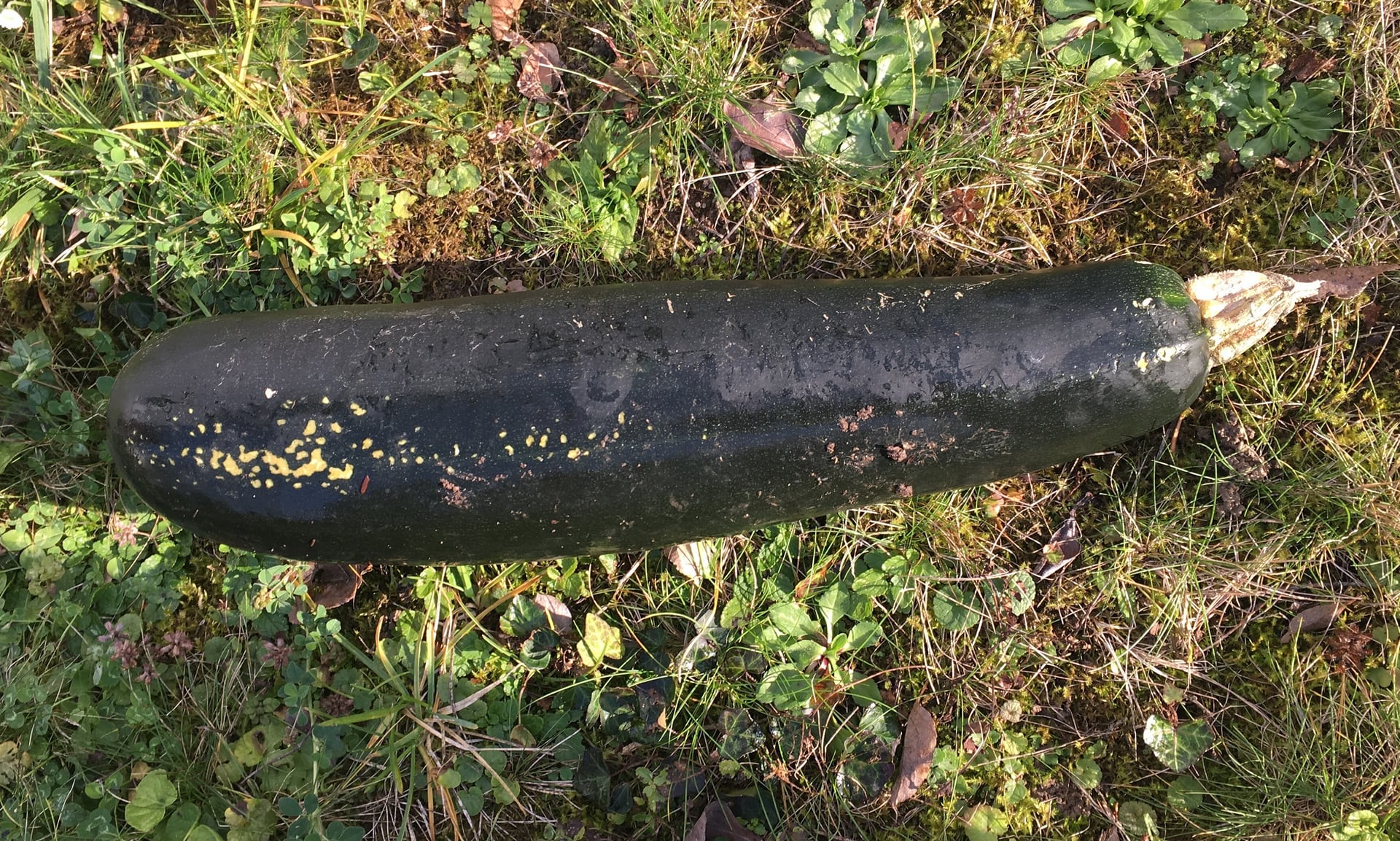 Alemanha: Chamada para desativar uma bomba, a polícia acabou por encontrar uma courgette