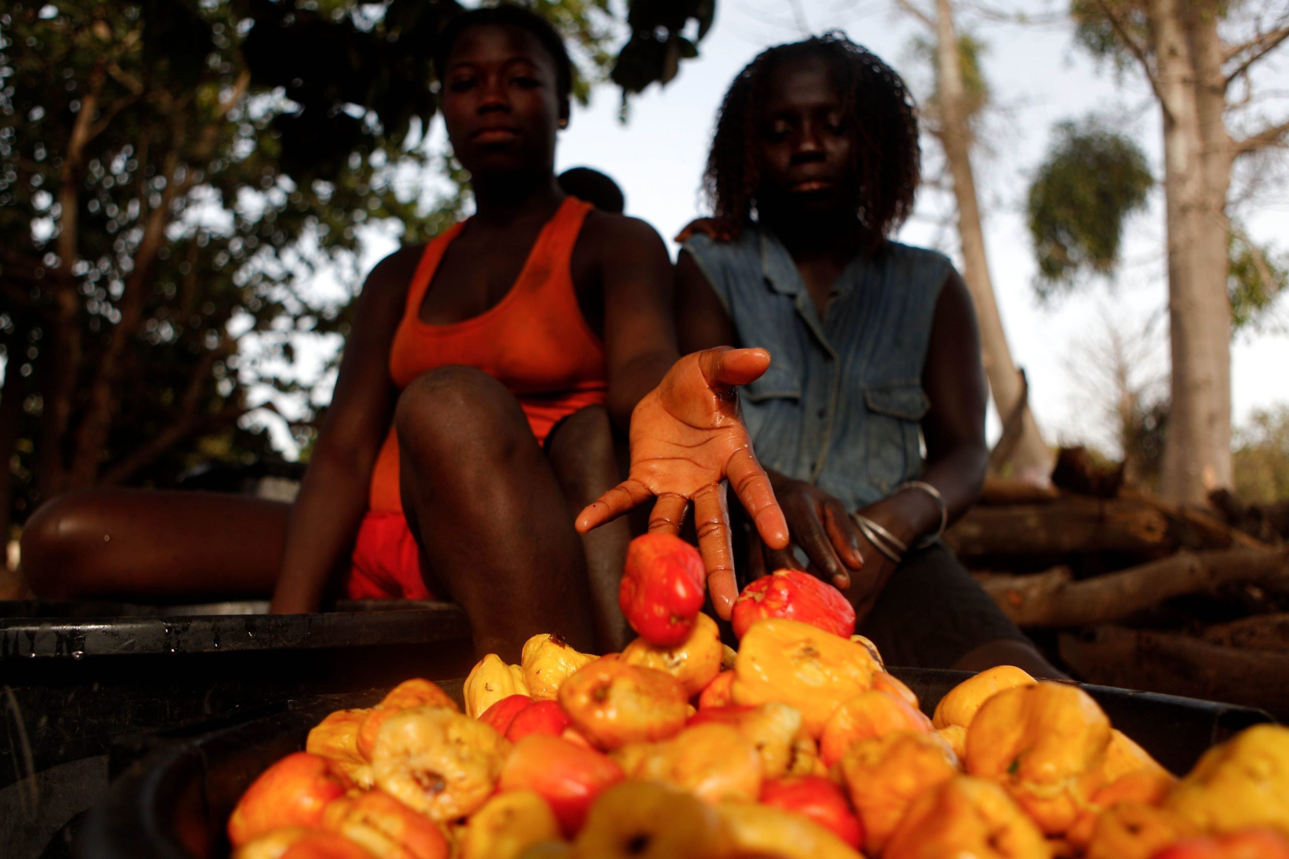 Forte campanha do caju impulsiona economia na Guiné-Bissau