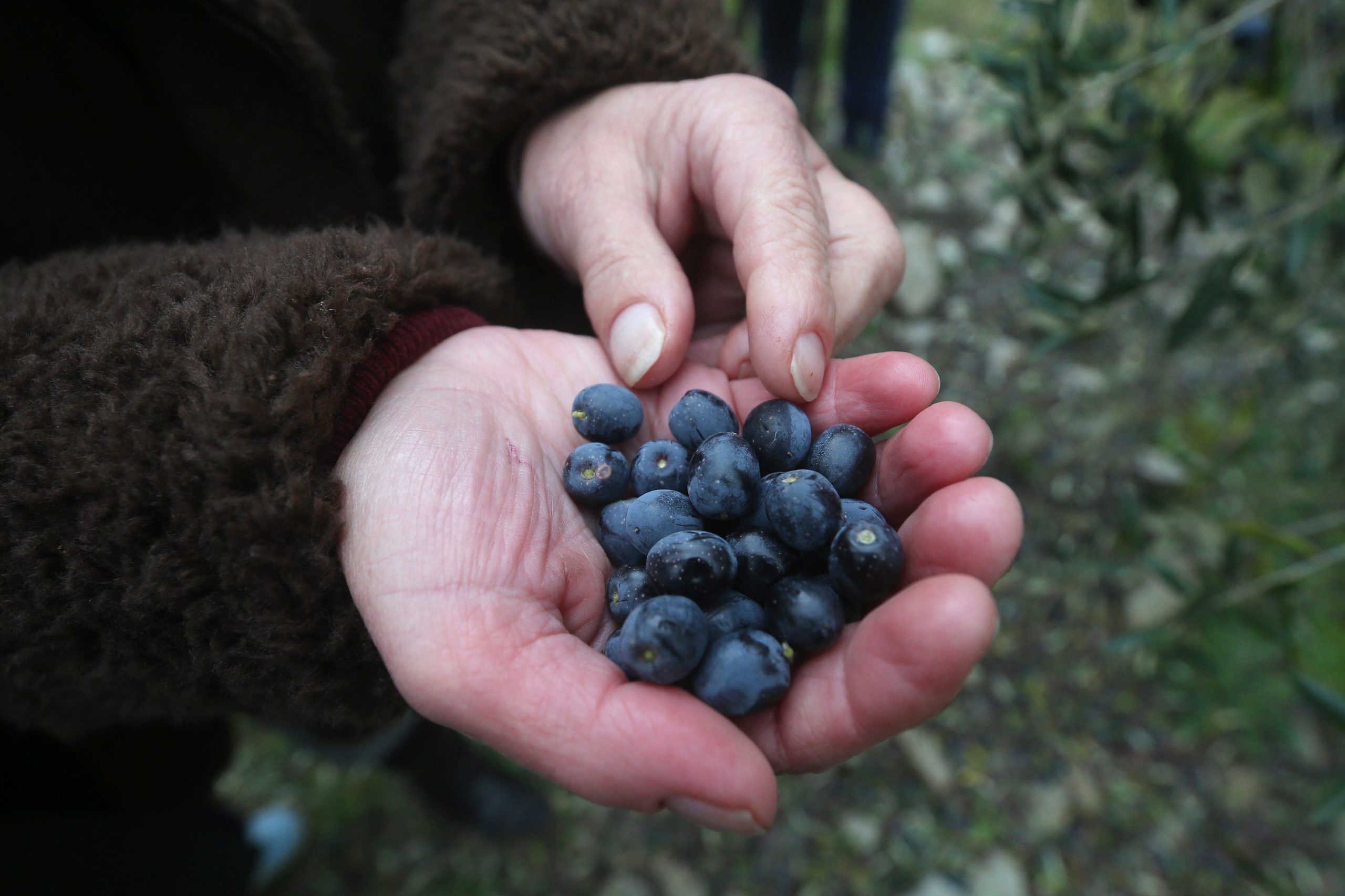 Oliveiras portuguesas podem ser tão rentáveis como estrangeiras que proliferam no Alentejo