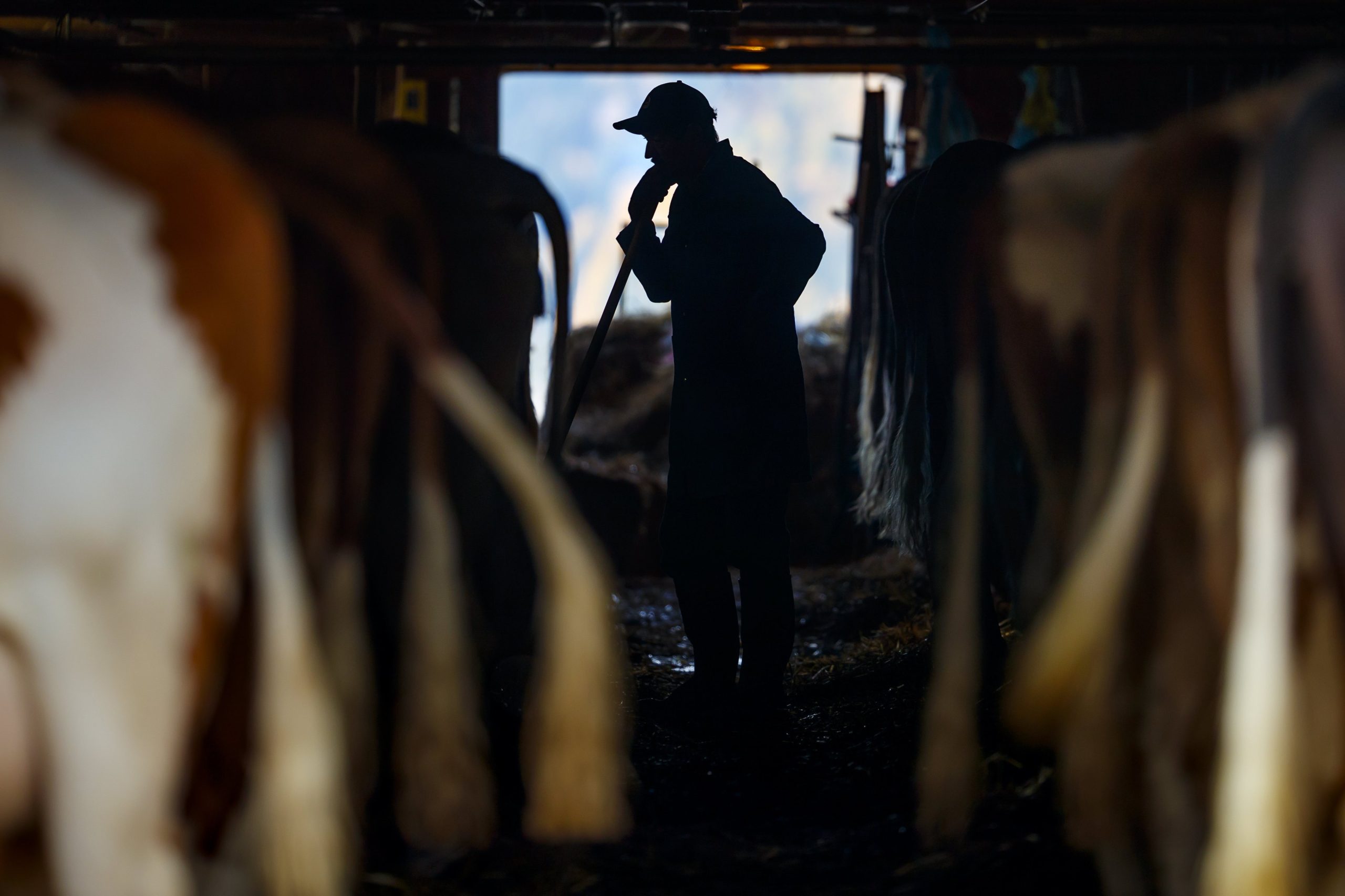 Produtores nacionais de leite ganham com a “crise” da manteiga na Europa
