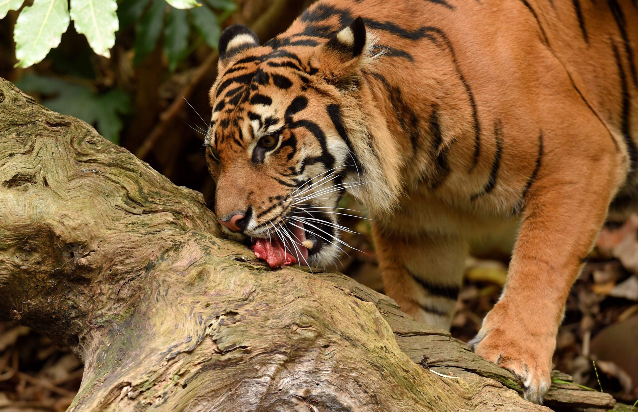 Cinco tigres encontrados num congelador no Vietname