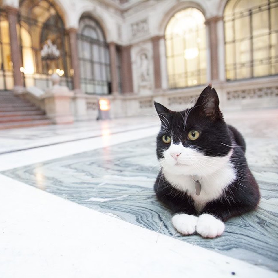 Gato “diplomata” do Ministério dos Negócios Estrangeiros britânico morre nas Bermudas