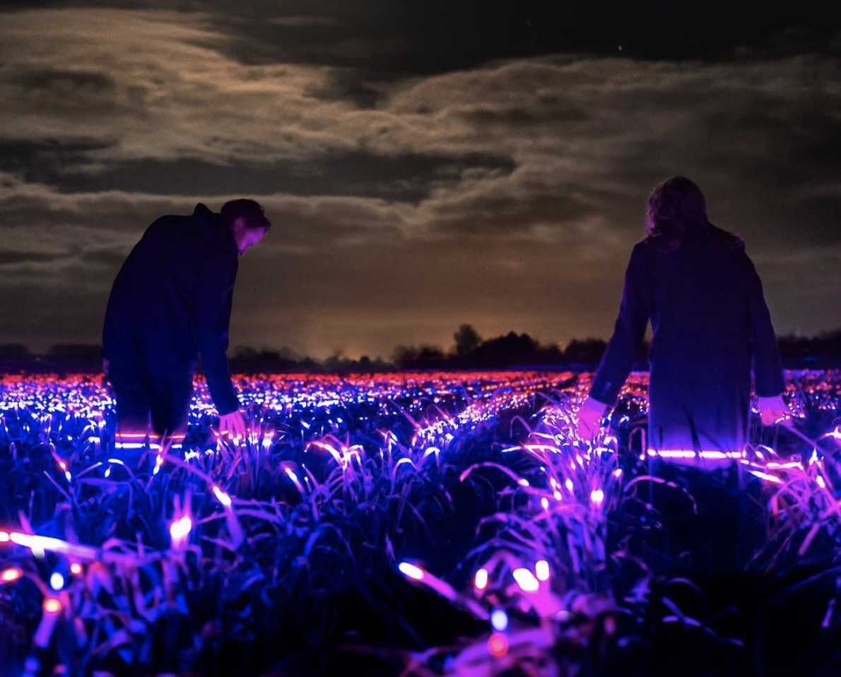 Um campo de alho-francês com LED. Artista holandês dá cor e luz à agricultura para impulsionar produção