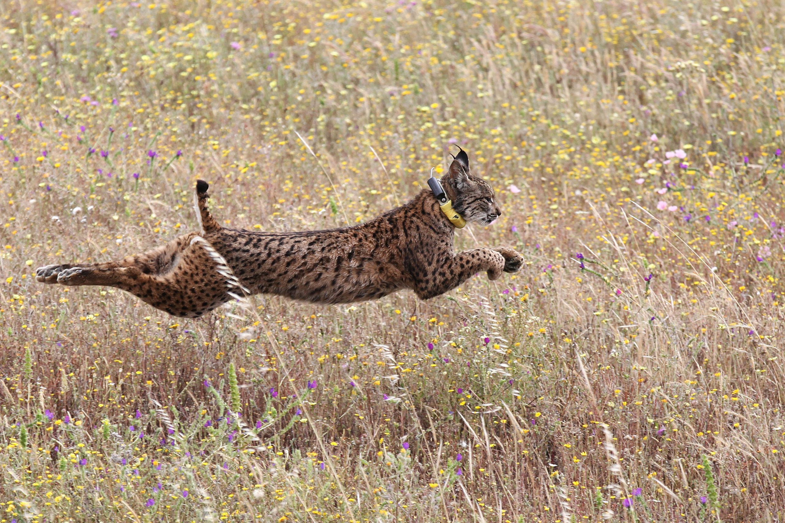 ICNF diz que lince-ibérico pode deixar de ser espécie ameaçada dentro de décadas