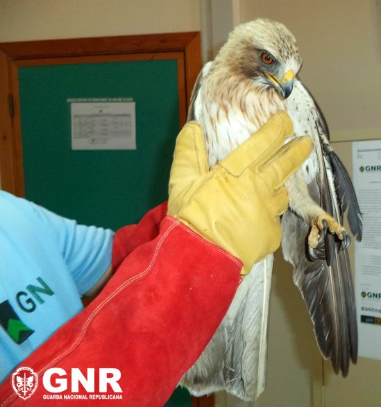 GNR resgatou duas águias-calçadas na via pública em Belmonte