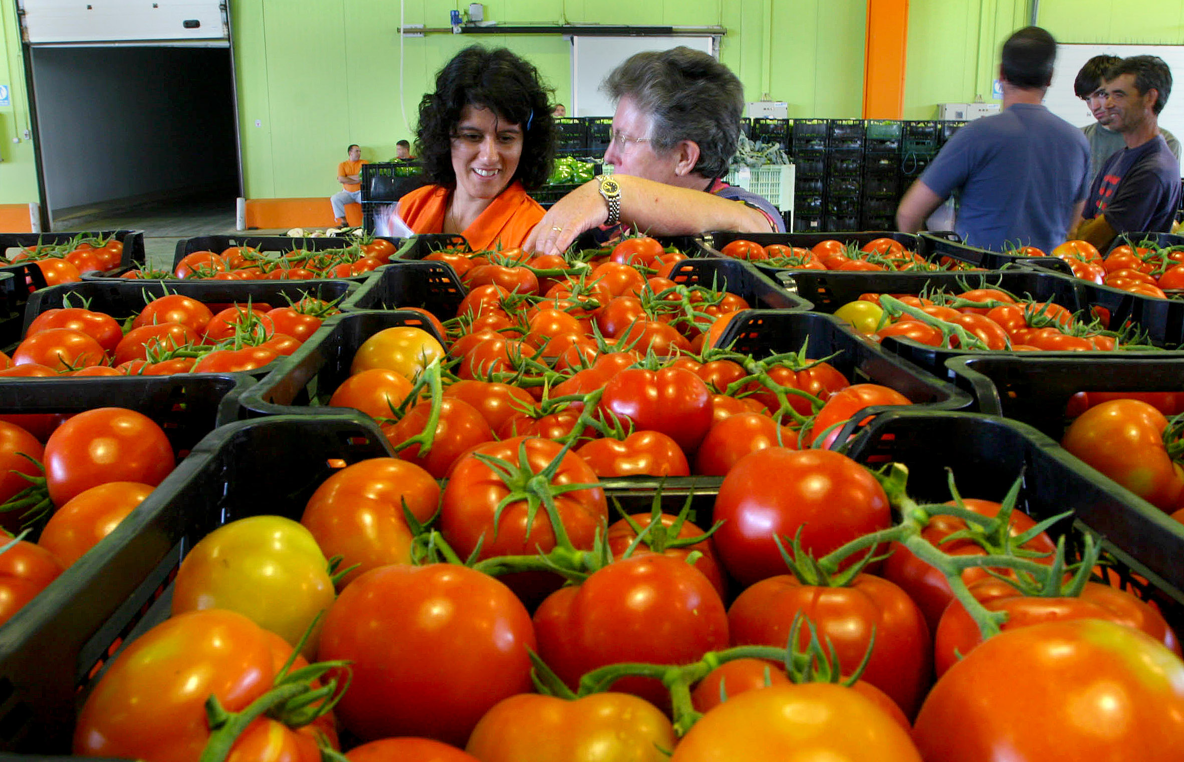 Em busca do verdadeiro sabor do tomate. A saga de um grupo de cientistas norte-americanos