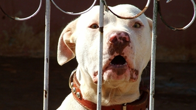 Mais de 23.000 cães perigosos e potencialmente perigosos registados em 13 anos